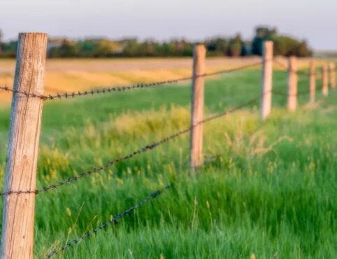 Barbed wire fence in green field.
